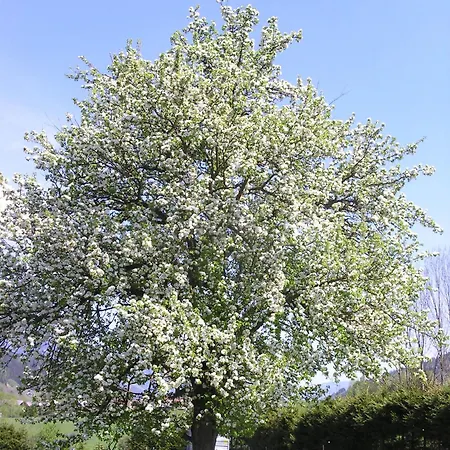 Stoegergut By Schladming-appartements 公寓 *