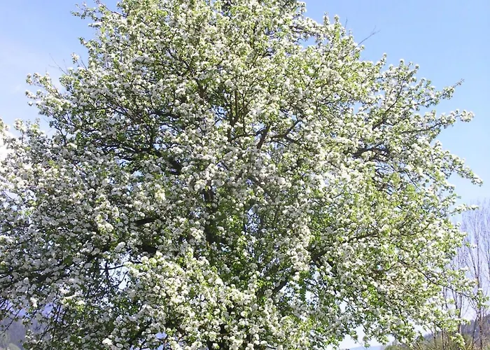 Stoegergut By Schladming-appartements דירה *